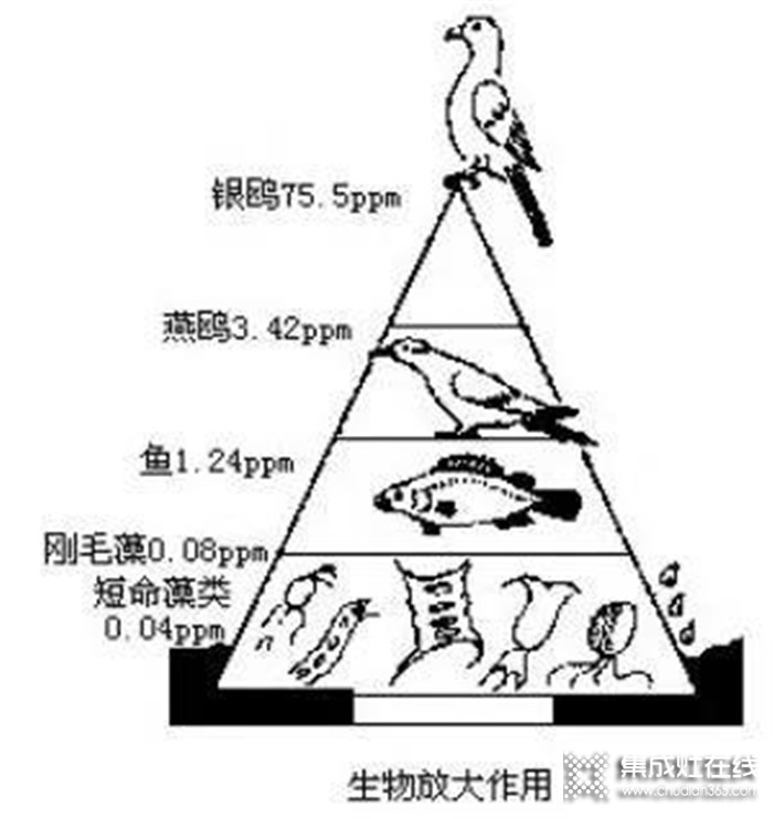 “野味”碰不得，藍(lán)炬星集成灶讓飯菜更健康美味