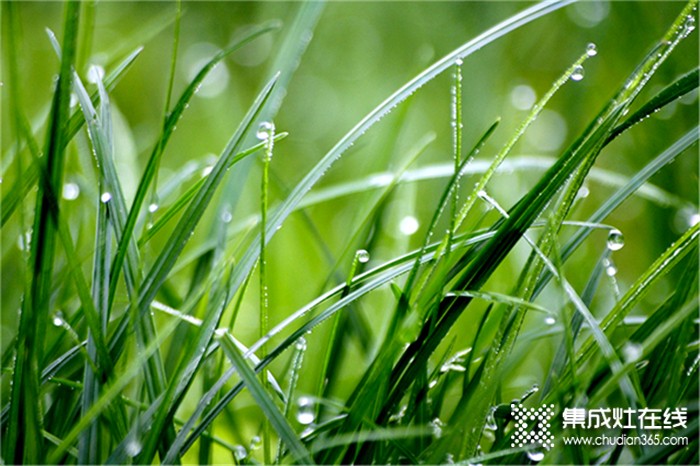 莫尼集成灶：今日谷雨，萬物生長宜播種，宜吃春！